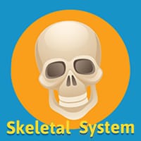 Learn the Skeletal System