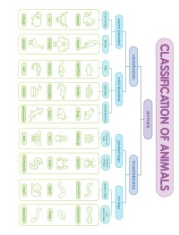 Classification of Animals