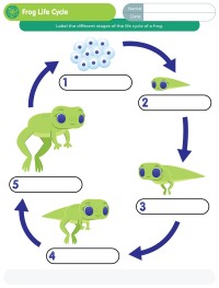 Frog Life Cycle