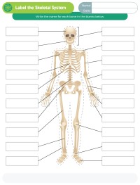 Label the Skeletal System