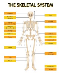 The Skeletal System